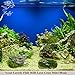 Luffy Coco Mini Moss, Builds a Beautiful and Natural Aquascape, Easy Care, Hardy and Long Lasting Plant, Filters and Provides Aquariums with Oxygen