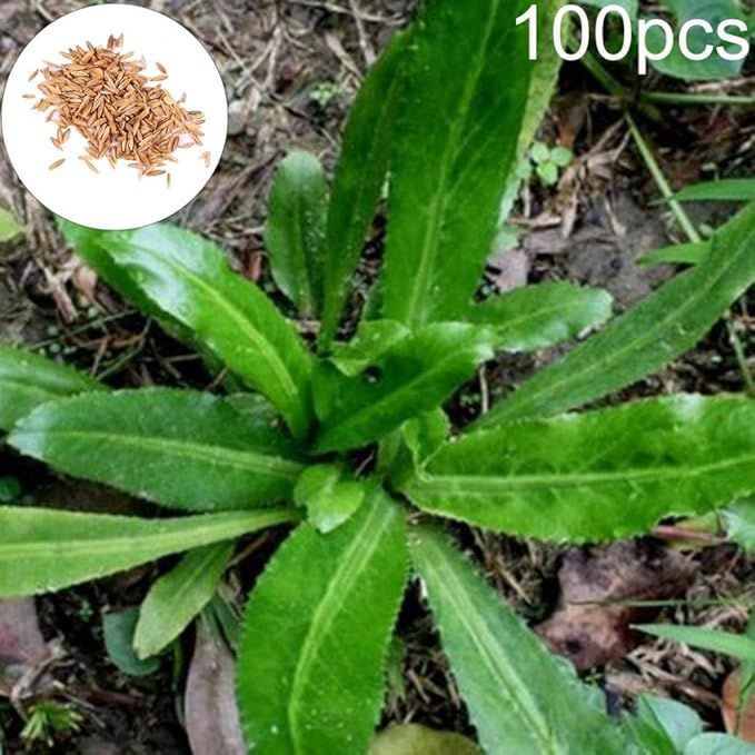 Eryngium Foetidum Seeds,Sar546 100Pcs Eryngium Foetidum Seeds Eryngo