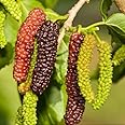 Pack 2 Pakistan Mulberry Tree Live Plant for Growing 5 to 8 Inch Tall, Everbearing Mulberry Bush Live Plant, Long Mulberry Plant Live Home Garden