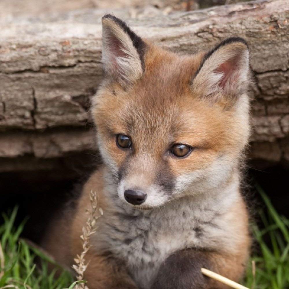 Fox cub greeting card with sound. Plays noise when opened. Great gift for animal lovers.