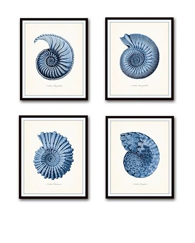 Amazon Com Blue Nautilus Shells Print Set Giclee Fine Art Prints Unframed Handmade