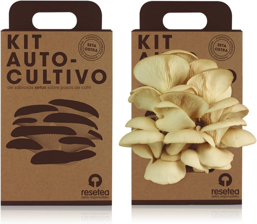 Kit Autocultivo de setas ostra sobre posos de café reciclados de ...