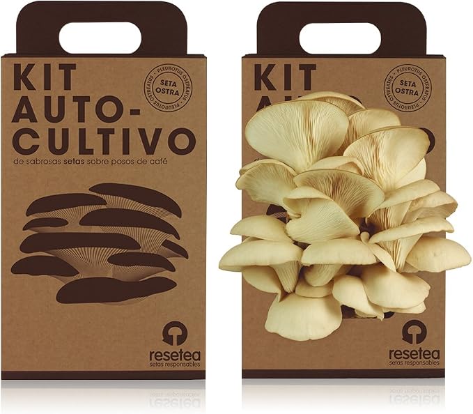 Kit Autocultivo de setas ostra sobre posos de café reciclados de ...