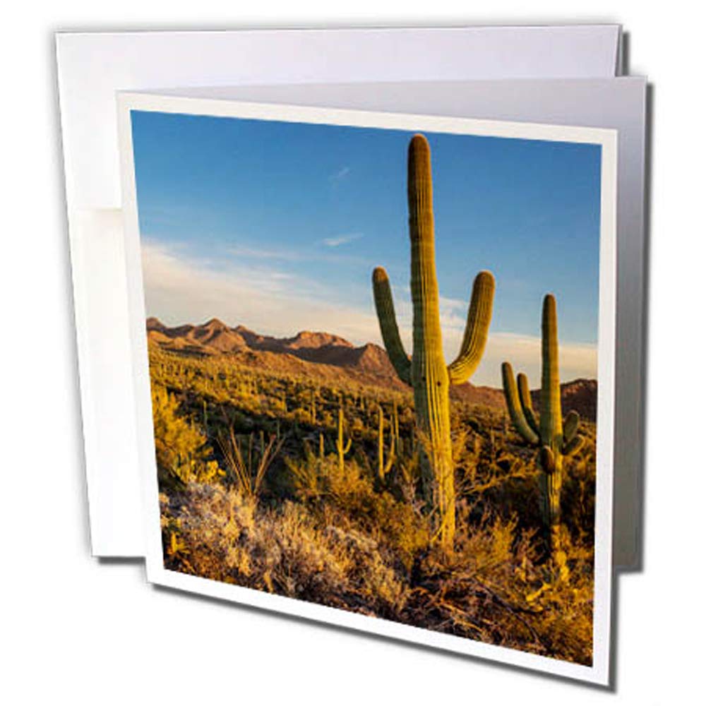 3dRose gc_258688_2 6 x 6-Inch "Desert Landscape with Saguaro Cacti, Saguaro Np, Tucson, Arizona" Greeting Card (Set of 12)