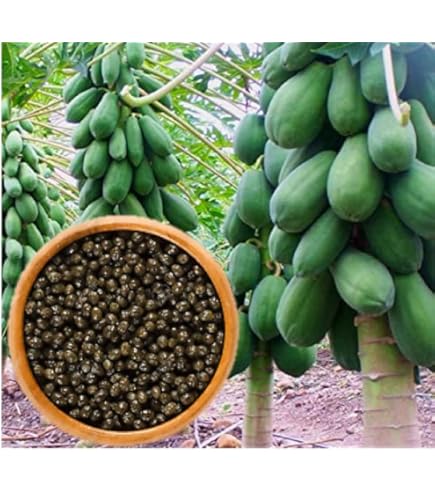 Amazon.com : Hawaiian Solo Papaya WAIMANALO X-77 Seeds (25