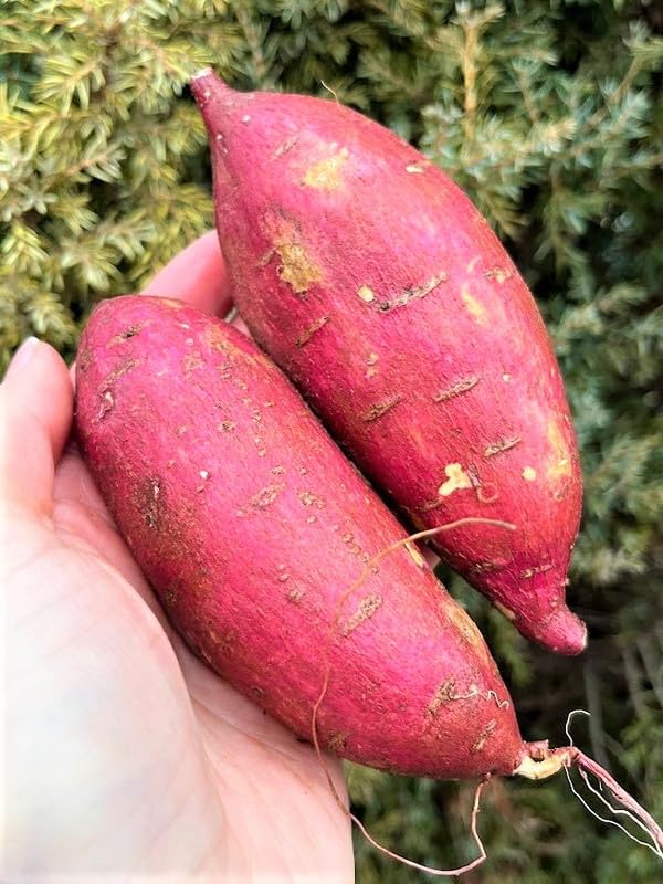 GardenNurserySince1996 20 Mixed Sweet Potato Slips (Beauregard) Ready to Plant Sweet Potato Vines Live Plants for Outdoor Garden