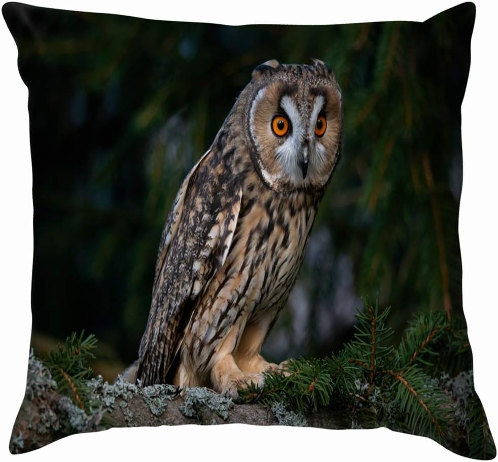 Amazon Com X Large Longeared Owl Asio Otus Sitting On Animals Wildlife Animal Nature Throw Pillow Case Cushion Cover Pillowcase Watercolor For Couch 20x20 Inch Home Kitchen