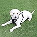 Menkar Dog Harness, No Pull, Adjustable, Outdoor Walking, Pet Vest, Reflective, Easy Control, for Large Dogs