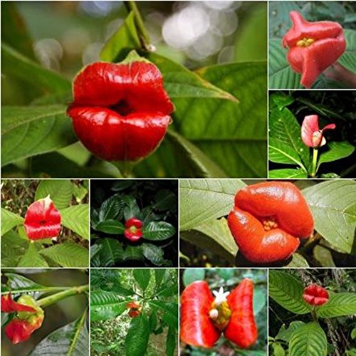 50 Pcs Blazing Red Lips Flower Seeds Psychotria Elata Flower Seed Garden Plant