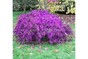 10pcs Rare Dwarf Weeping Japanese Maple Seed Tree Seed Plant Garden Ornamental Tree Plants Species Perennials Planting : Seed