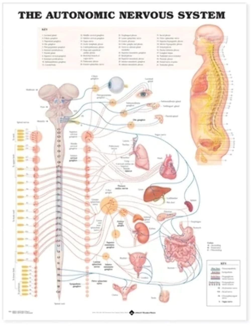 The Autonomic Nervous System
