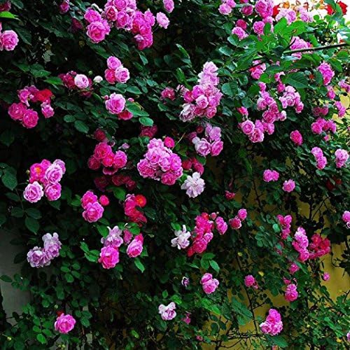 Ladiy 100Pcs Perfume Climbing Plants Colorful Rock Cress Flower Seeds Flowers