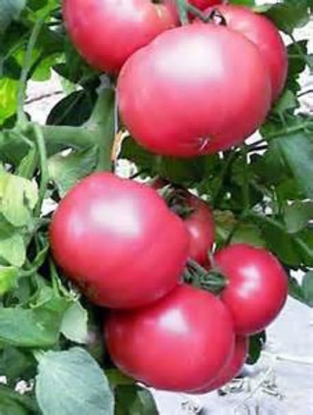 Portal Cool Tipo8 Huerta Plantas Blooms Pimienta Coloreada ...