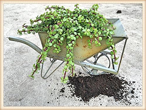 Distressed Garden Wheelbarrow Planter