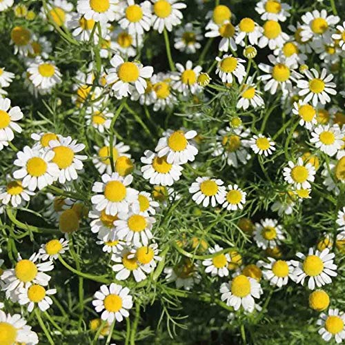 Camomilla romana 500 SEMI Anthemis Nobilis Groundcover commestibile Lawn paesaggistica