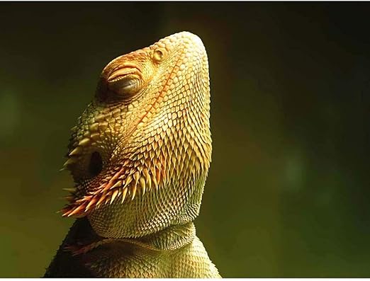 Amazon Com Wee Blue Coo Animal Bearded Dragon Reptile Unframed
