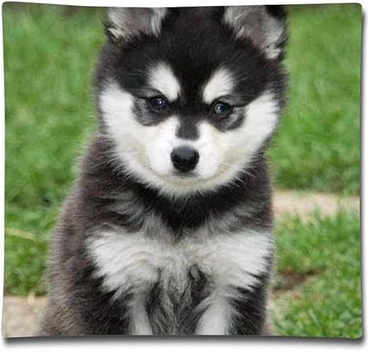 mini siberian husky full grown