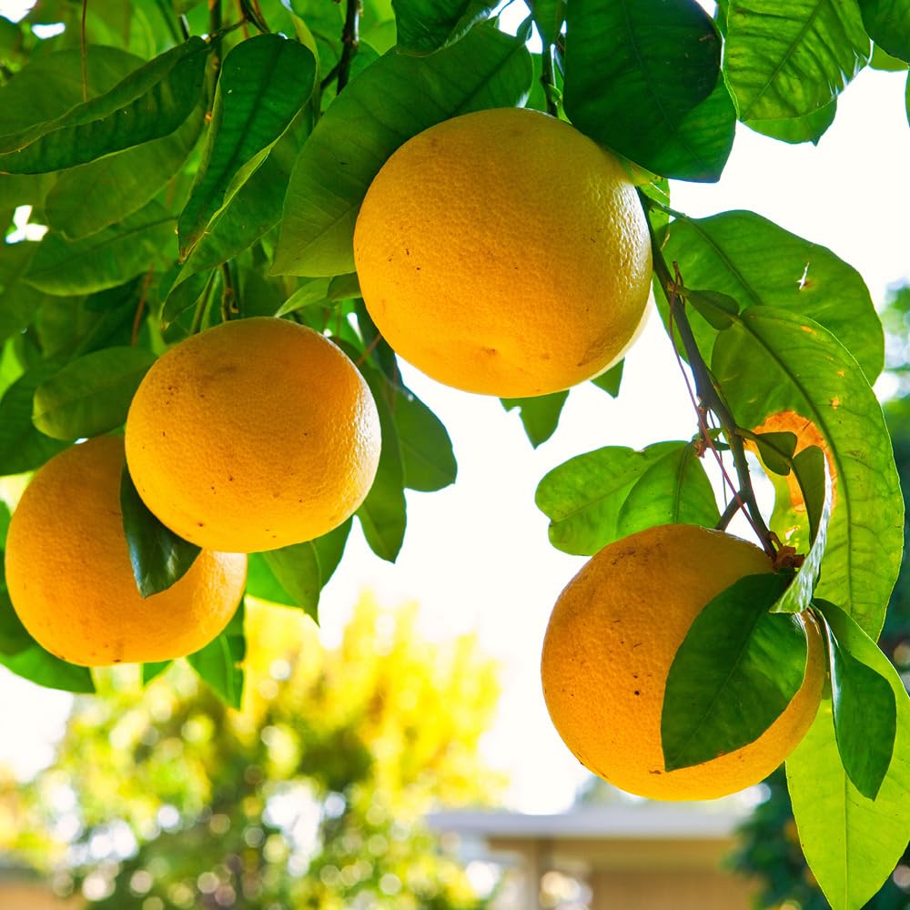 YouGarden Citrus Grapefruit Fruit Tree, Supplied as an Established Tree in 4 Litre Pot, Citrus Fruit Tree for Gardens or Patios, Grow Your Own Grapefruit Tree, Exotic Fruit Tree