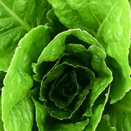Lettuce Romaine Parris Island Cos â–º Certified Organic Heirloom Seeds (200+ Seeds) â—„ by PowerGrow Systems
