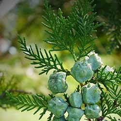 Aromatics International Pure Organic Cypress