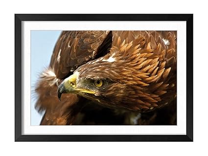 Amazoncom Golden Eagle N11 Animal Picture Art Print