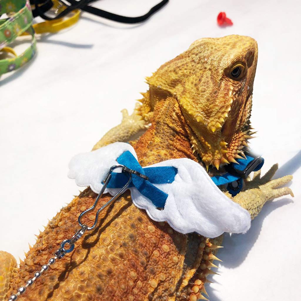 gecko leash