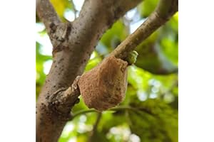 5-Mantis Egg Case - Mantis Egg Incubation Kit Educational Kit
