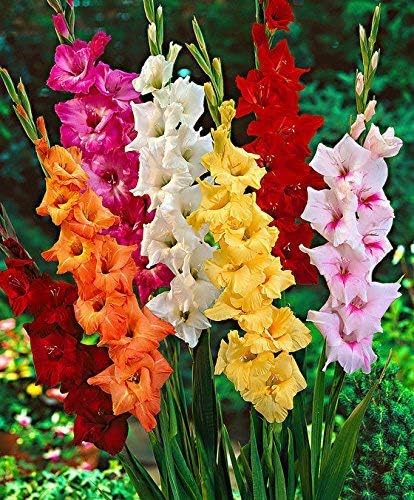Kraft Seeds Udyan Gladiolus Mixed Colour Flower Bulb (40 Bulbs)