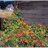 Kings Seeds - Nasturtium Climbing Mix - 40 Seeds