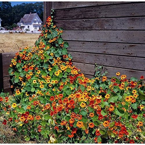 Kings Seeds - Nasturtium Climbing Mix - 40 Seeds