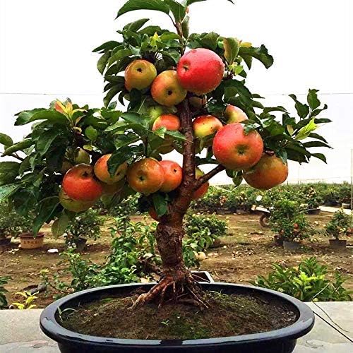 Very Rare Dwarf Apple Tree Sweet Fruit Planted Fruit Trees Seeds Indoor Garden Fruits Patio Lawn Garden Mhiberlin De