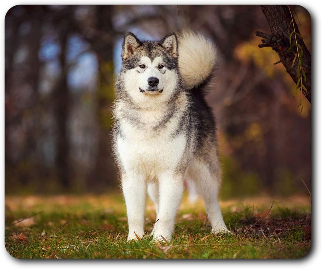 コンプリート ハスキー マラミュート ハスキー マラミュート ミックス