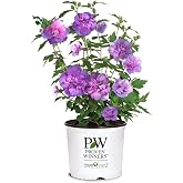 Proven Winners 2 Gal. Dark Lavender Chiffon Rose of Sharon (Hibiscus) Shrub