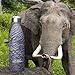 Insulated Stainless Steel Water Bottle - Endangered Species Edition - Metal Thermo Style Bottles Great For Sports, Gym, Kids - Keeps Drinks Hot & Cold - 17 Oz Large