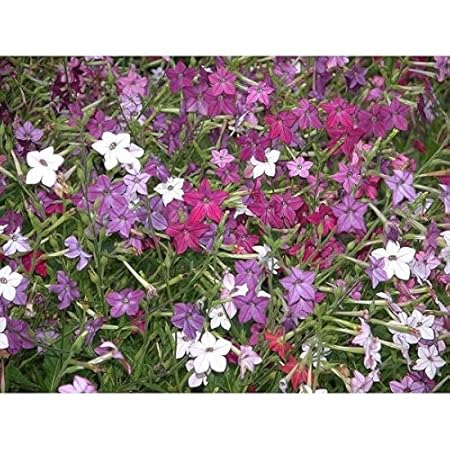 Ornament tabak Samen gemischt - Nicotiana X sanderae