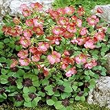 Oxalis Iron Cross - 20 flower bulbs