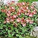 Oxalis Iron Cross - 20 flower bulbs