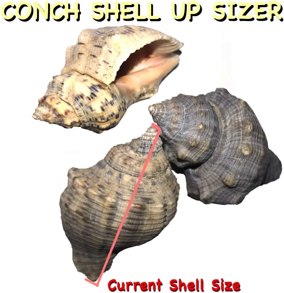 THE OTHER TIDE Hermit Crab Changing Shells - Medium Shell Up-Sizing Package - Conch Shells - (1/8" Variances to 1/2" Above Current Size)