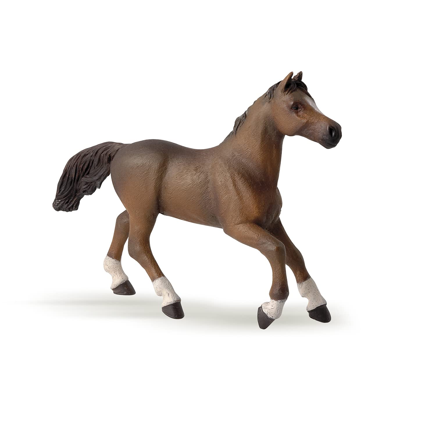 Papo Anglo-Arab mare