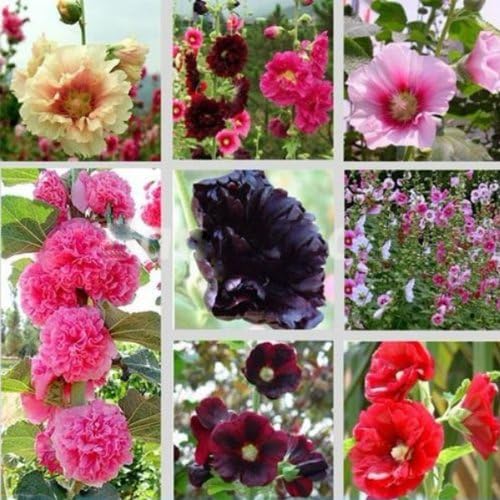 30 Seeds Mix Alcea Rosea Hollyhock Multi Colors Flowers Plants