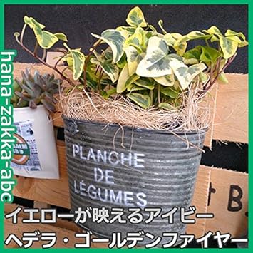 Amazon アイビー ヘデラ ヘリックス ゴールデンファイヤー3号苗 観葉植物 インテリアグリーン 花と雑貨のａｂｃ 観葉植物 通販