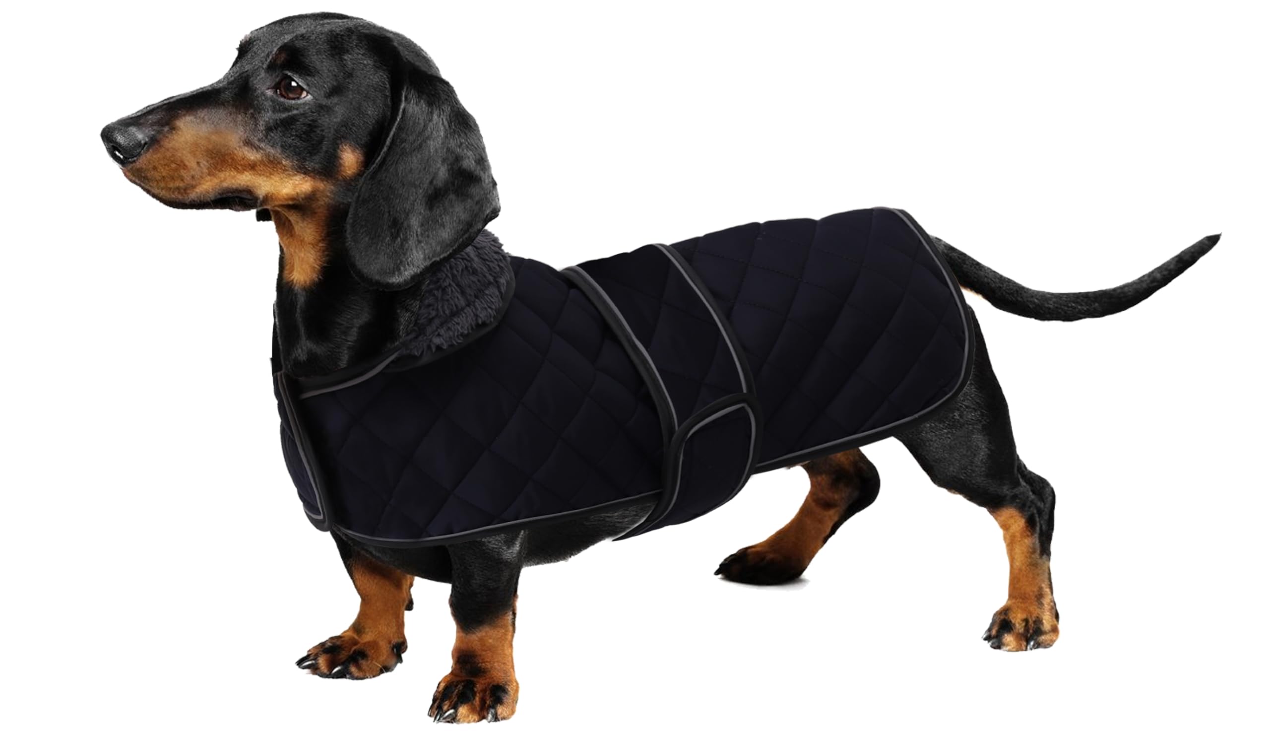 Geyecete - Warm Winter Coat for Dachshund Dogs, Dog Winter Jackets with Plush Lining, Outdoor Jackets with Adjustable Belt and Wiring Harness Hole, for Medium and Small Dachshund, Navy Blue, L