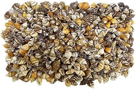 Quality Selected Seashells - Approx 1120 pcs shells Dove Shell Dotted Black : Light Euplica Scripta for Seashell Vases, Seashell Boxes, Seashell Frames, Seashell Jewelry Making & Mini Garden Miniature