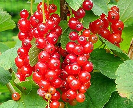 National Gardens Red Currant Fruit Seeds, Multicolor, 10 Piece