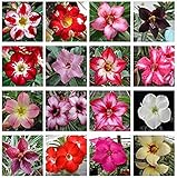 Mixed Color Single-Layered Flower Adenium Obesum