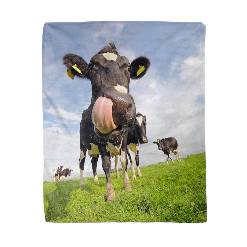 rouihot 60x80 Inches Flannel Throw Blanket Blue Weird Holstein Cow Tongue Sticking Out Pink Funny Home Decorative Warm Cozy Soft Blanket for Couch Sofa Bed