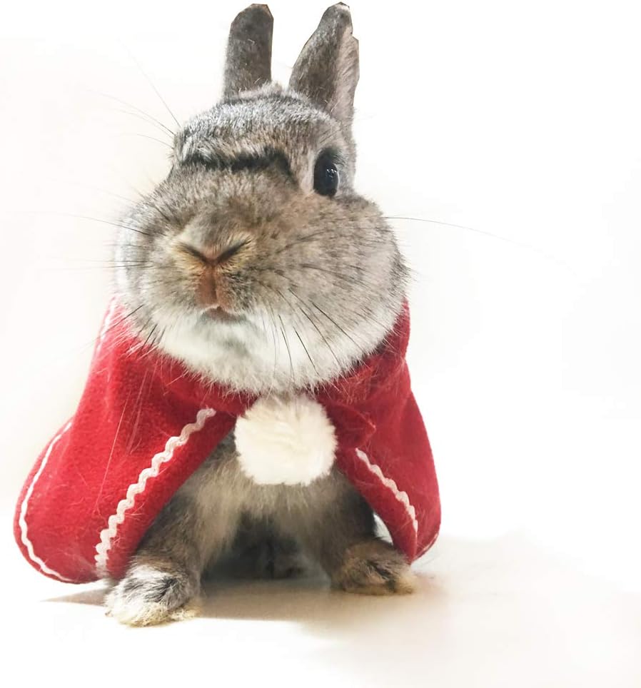 rabbit christmas outfits