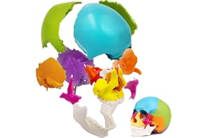 LYOU Human Skull Model for Learning (22Part Exploded Skull Model)