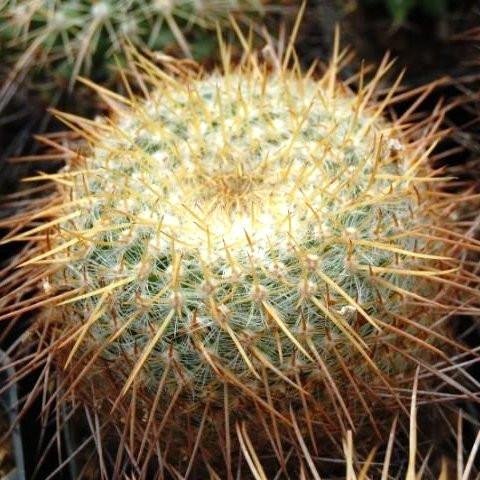 Mybageecha Mammillaria Celsiana Indoor Ourdoor Live Cactus Plant With Pot |  Desertcart Guyana