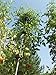 Tomato Ring - Tomato Cage - Plant support/Tomato support - 6 Pack